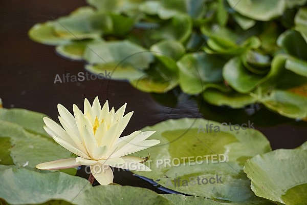 Flowers, plants, background, Wilhelma, Stuttgart