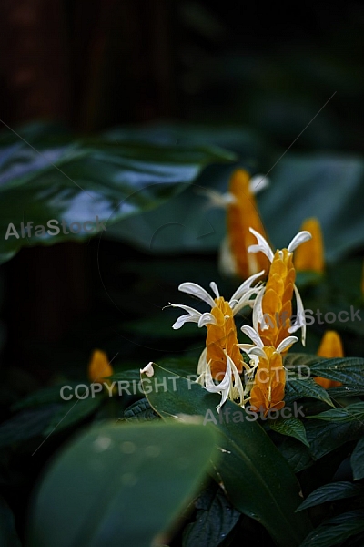 Flowers, plants, background, Wilhelma, Stuttgart