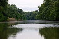 Fresh water, aquatic world, water plants.