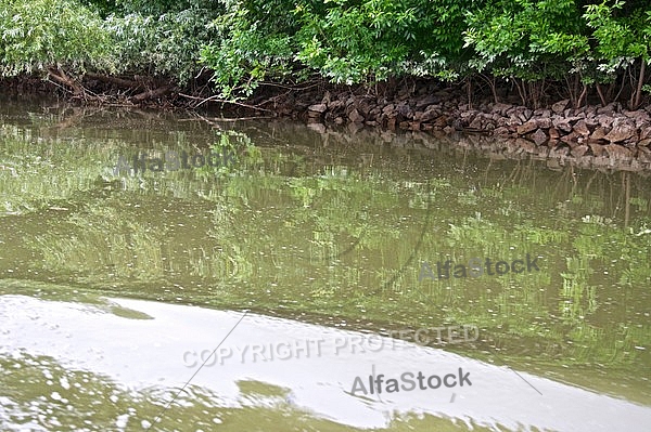 Fresh water, aquatic world, water plants.