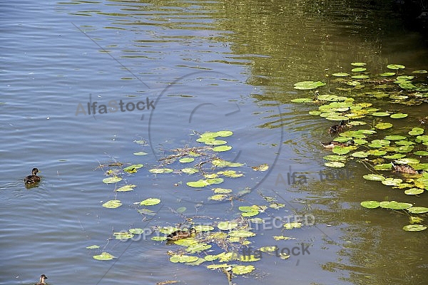 Fresh water, aquatic world, water plants.