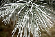 Frost on pine tree