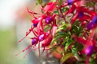 Fuchsia