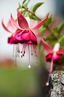 Fuchsia