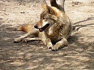 Gray wolf