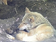 Gray wolf