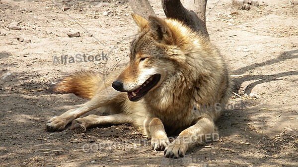 Gray wolf