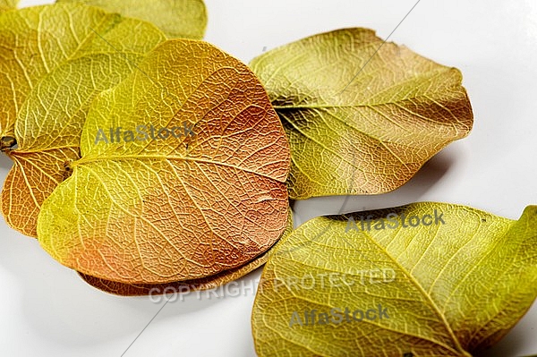 Green and brown leafs