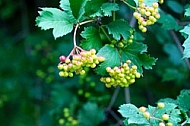 Green berries 