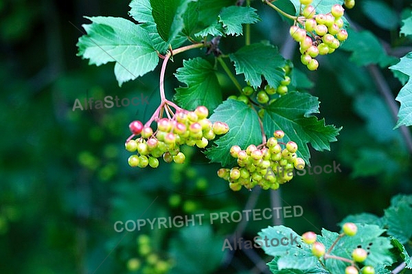 Green berries 