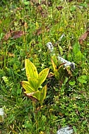 Green color flowers