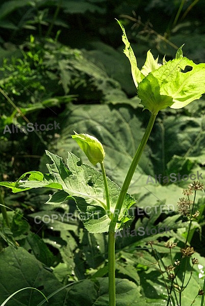 Green color flowers