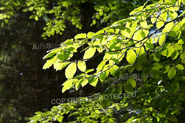 Green plant on a sunny day