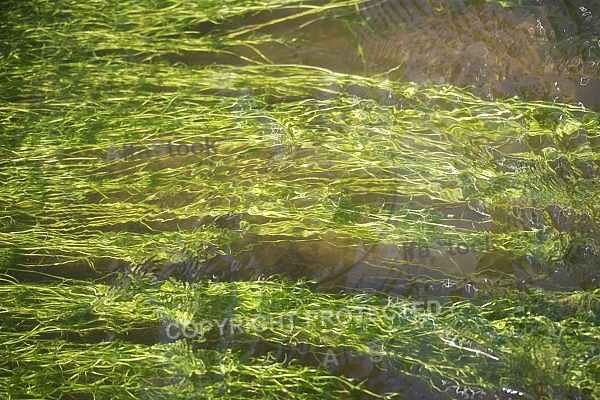 Green river, water.