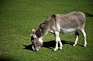 Grey Donkey in the Light