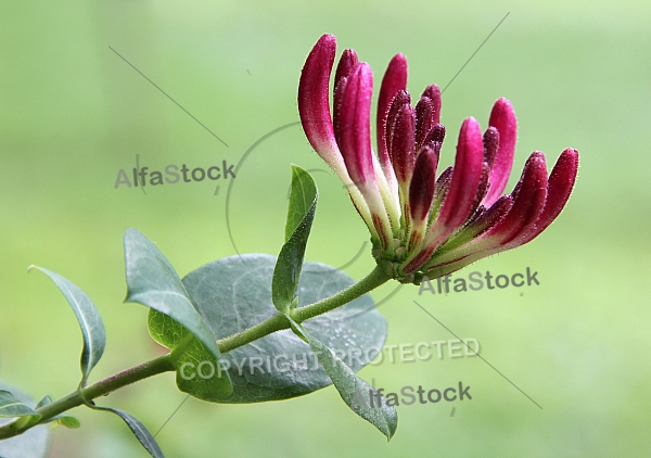 honeysuckle