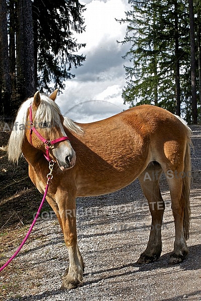 Horse in the forest