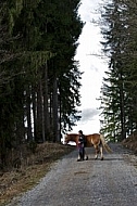 Horse in the forest with a girl