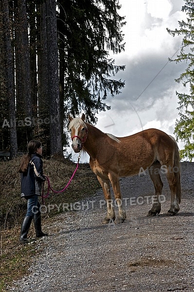 Horse in the forest with a girl