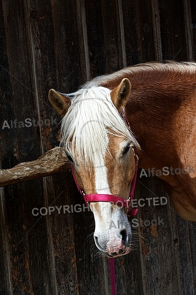 Horse in the front of the stable