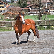 Horse