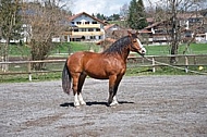 Horse