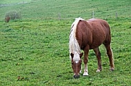 Horse