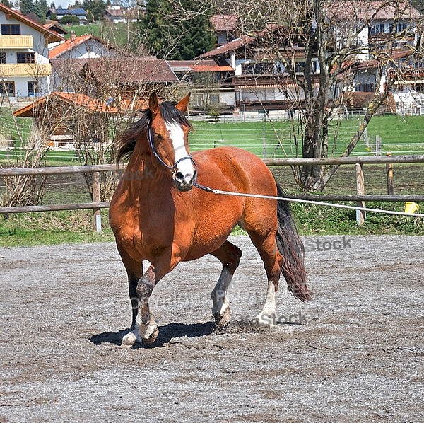 Horse