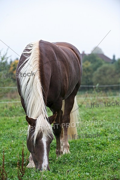 Horse