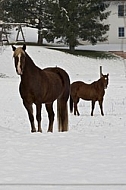 Horses