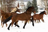 Horses