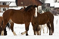 Horses