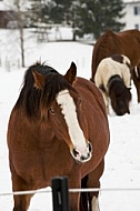 Horses