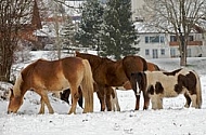 Horses