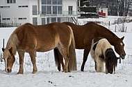 Horses