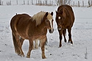 Horses