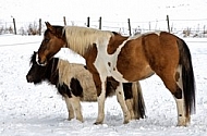 Horses