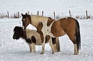 Horses