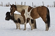 Horses