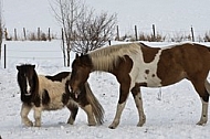 Horses