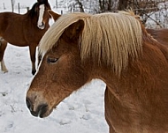 Horses