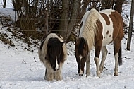 Horses