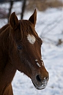 Horses