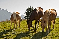 Horses