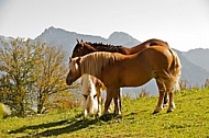 Horses