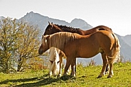 Horses