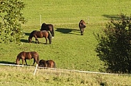 Horses