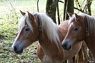 Horses