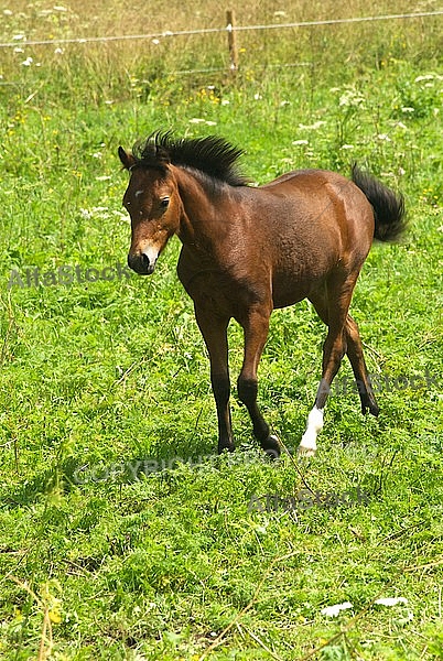 Horses