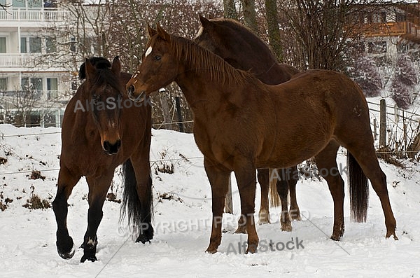 Horses